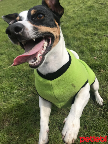 Jack Russell Terrier, Köpek  Maya fotoğrafı