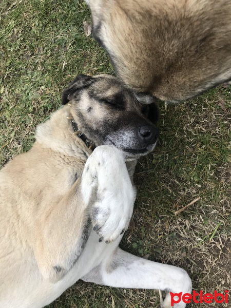 Kangal, Köpek  Paşa fotoğrafı