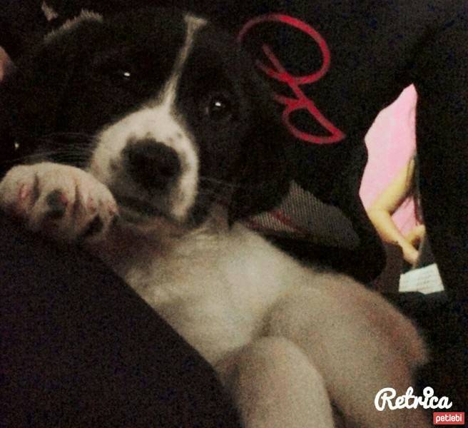 Pointer, Köpek  Lina fotoğrafı