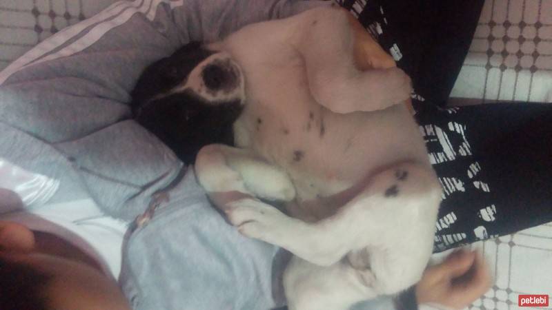 Pointer, Köpek  Lina fotoğrafı