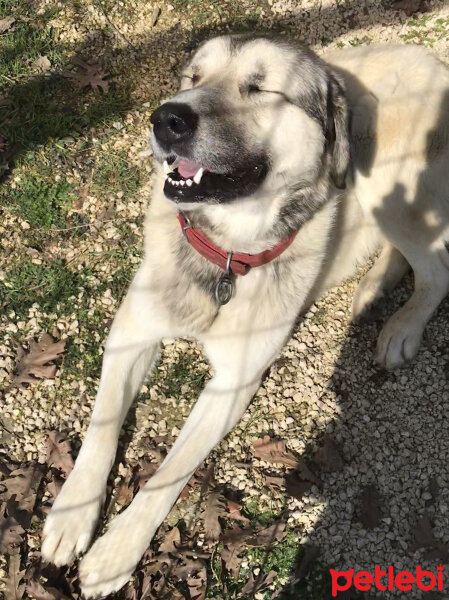 Kangal, Köpek  Cango fotoğrafı