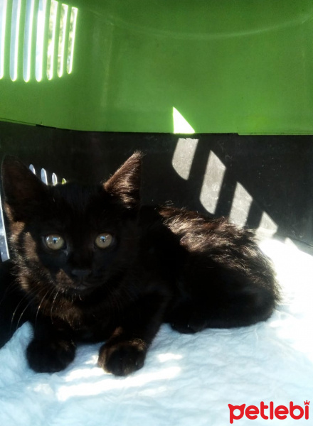 Bombay, Kedi  Yok fotoğrafı