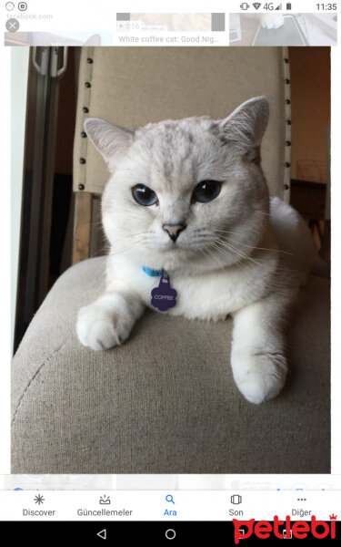 British Shorthair, Kedi  Mr.White(Coffee) fotoğrafı