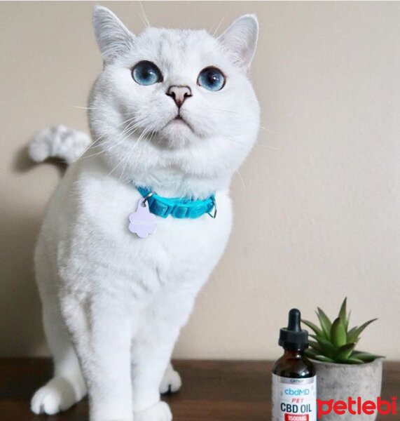 British Shorthair, Kedi  Mr.White(Coffee) fotoğrafı