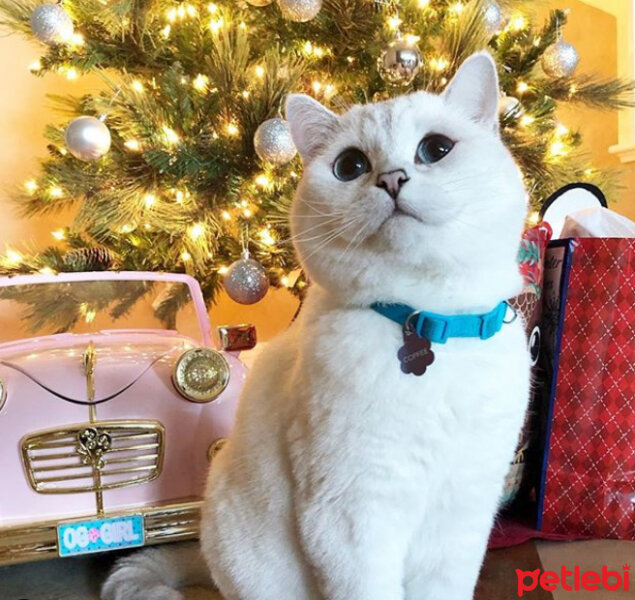 British Shorthair, Kedi  Mr.White(Coffee) fotoğrafı