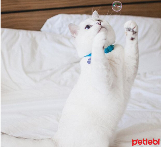 British Shorthair, Kedi  Mr.White(Coffee) fotoğrafı