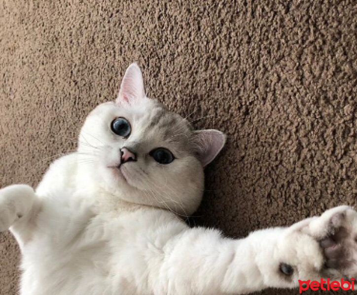 British Shorthair, Kedi  Mr.White(Coffee) fotoğrafı