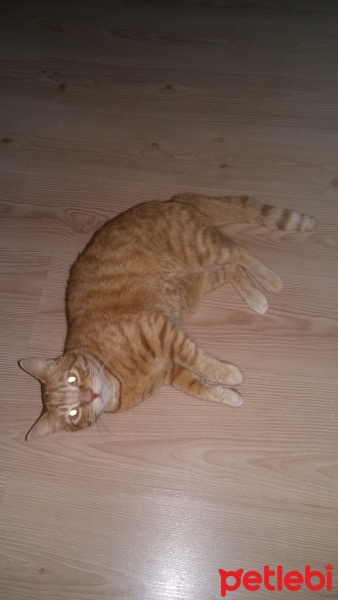 Tekir Kedi, Kedi  Sakir fotoğrafı