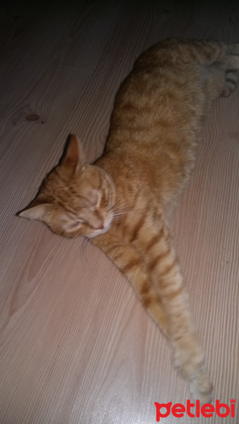 Tekir Kedi, Kedi  Sakir fotoğrafı