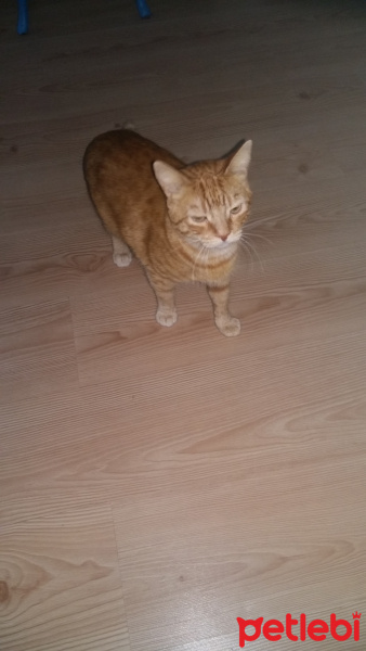 Tekir Kedi, Kedi  Sakir fotoğrafı