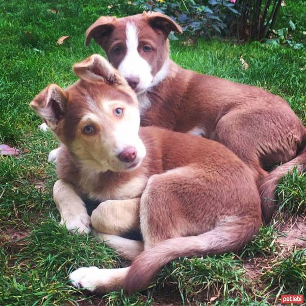 Alaskan Malamute, Köpek  MAYA & VEGAS fotoğrafı