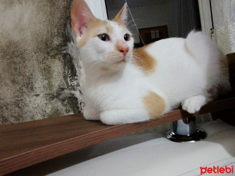 Sarman, Kedi  Paşa Yuva Arıyor fotoğrafı