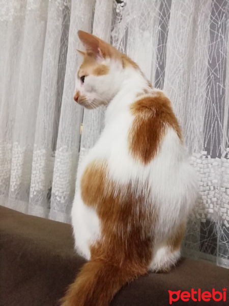 Sarman, Kedi  Paşa Yuva Arıyor fotoğrafı