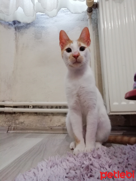 Sarman, Kedi  Paşa Yuva Arıyor fotoğrafı
