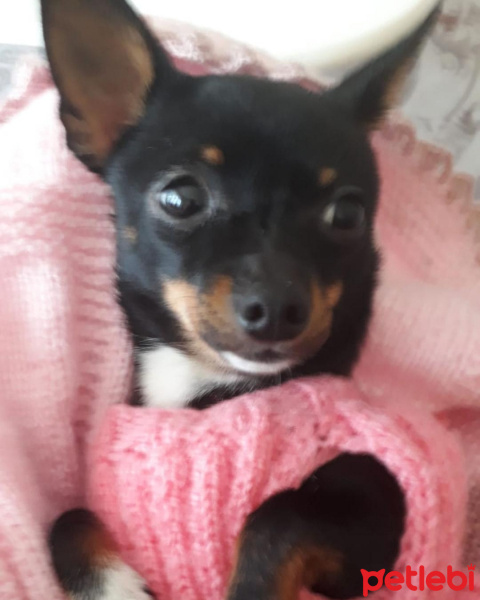 Minyatür Pinscher, Köpek  Lisa fotoğrafı