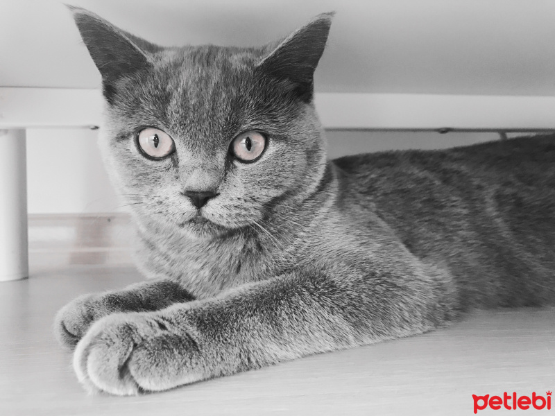 British Shorthair, Kedi  Balım fotoğrafı