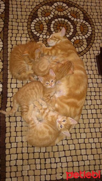 Sarman, Kedi  çağla fotoğrafı