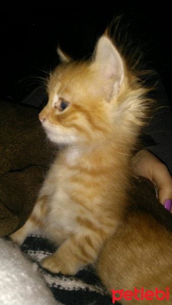 Sarman, Kedi  çağla fotoğrafı