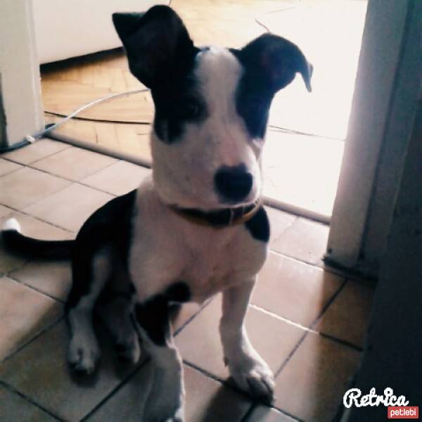 Jack Russell Terrier, Köpek  Şanslı  fotoğrafı