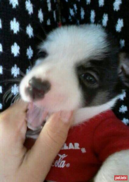 Jack Russell Terrier, Köpek  Şanslı  fotoğrafı