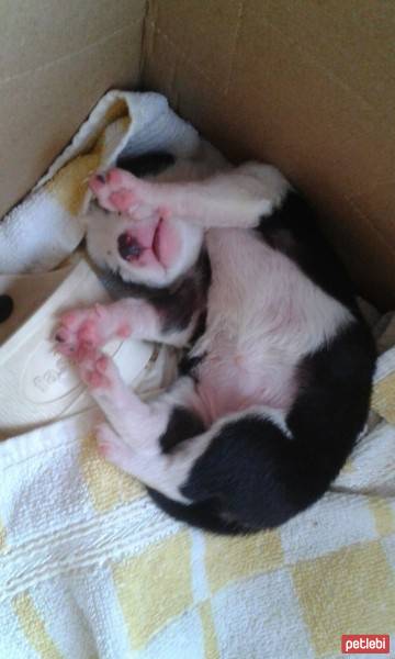 Jack Russell Terrier, Köpek  Şanslı  fotoğrafı