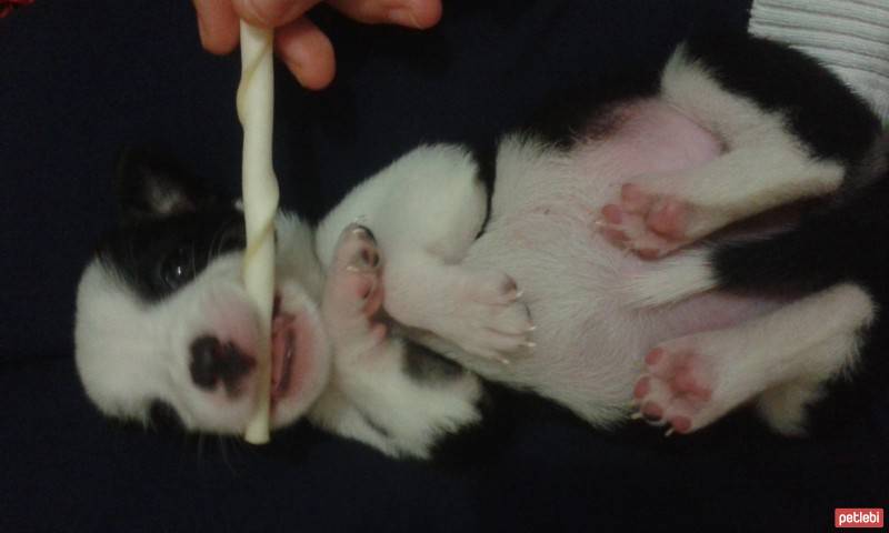 Jack Russell Terrier, Köpek  Şanslı  fotoğrafı