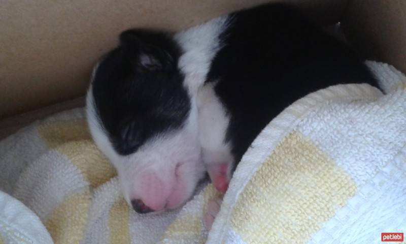 Jack Russell Terrier, Köpek  Şanslı  fotoğrafı