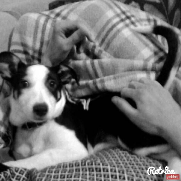 Jack Russell Terrier, Köpek  Şanslı  fotoğrafı