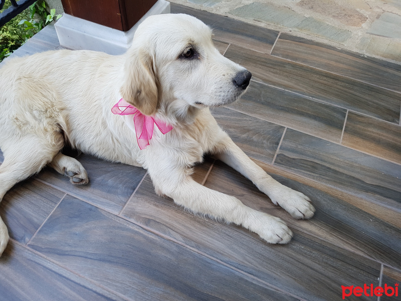 Golden Retriever, Köpek  Venüs fotoğrafı