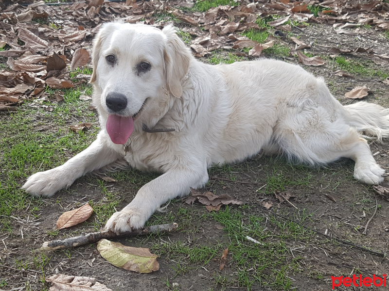 Golden Retriever, Köpek  Venüs fotoğrafı