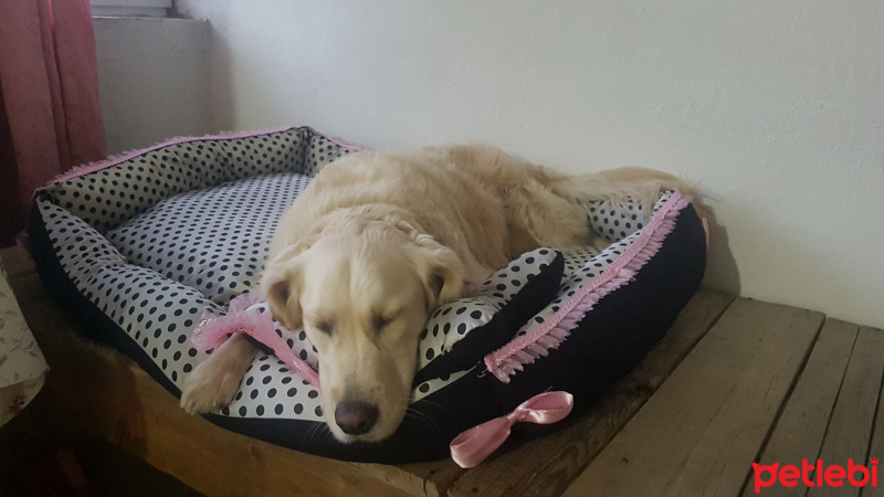 Golden Retriever, Köpek  Venüs fotoğrafı