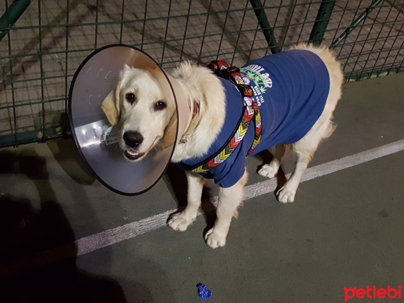 Golden Retriever, Köpek  Venüs fotoğrafı