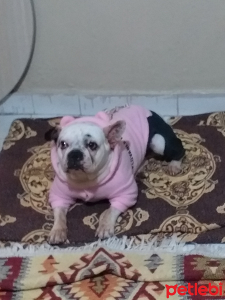 Fransız Bulldog, Köpek  Çakı fotoğrafı