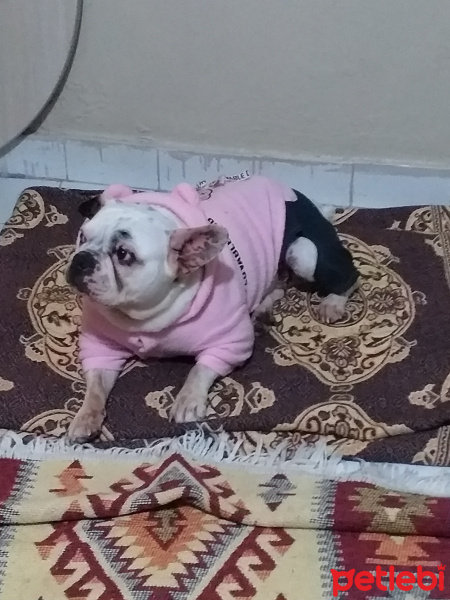 Fransız Bulldog, Köpek  Çakı fotoğrafı