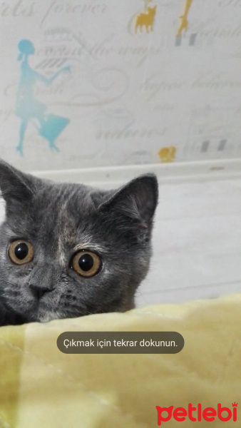 British Shorthair, Kedi  Duman fotoğrafı