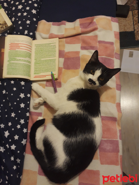 Tuxedo (Smokin) Kedi, Kedi  Whiskırd fotoğrafı