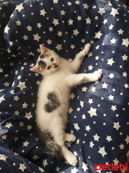 Tuxedo (Smokin) Kedi, Kedi  Whiskırd fotoğrafı
