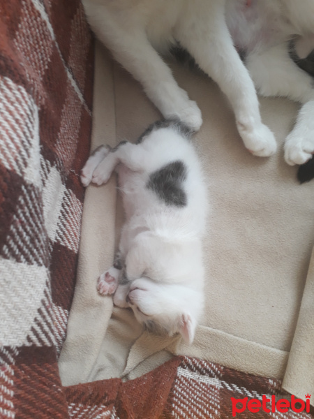 Tuxedo (Smokin) Kedi, Kedi  Whiskırd fotoğrafı