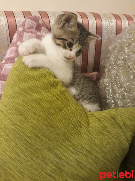 Tuxedo (Smokin) Kedi, Kedi  Whiskırd fotoğrafı