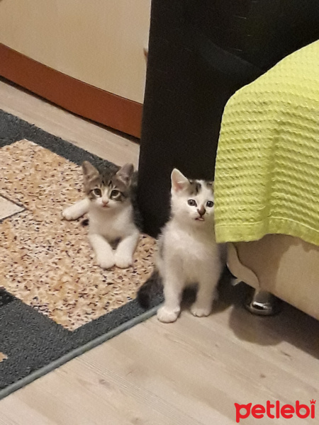Tuxedo (Smokin) Kedi, Kedi  Whiskırd fotoğrafı