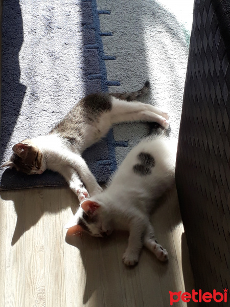 Tuxedo (Smokin) Kedi, Kedi  Whiskırd fotoğrafı