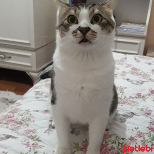 Tekir Kedi, Kedi  Şanslı fotoğrafı