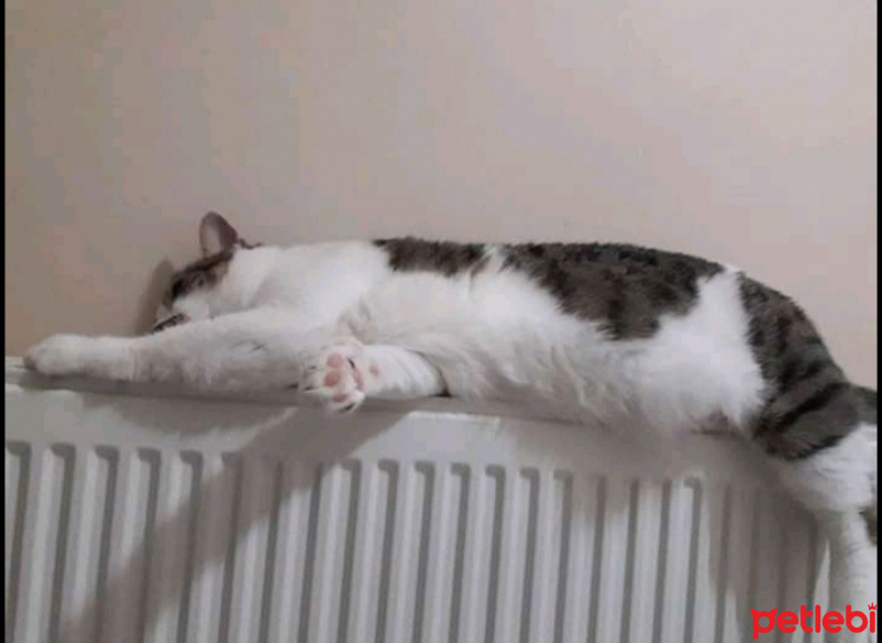 Tekir Kedi, Kedi  Şanslı fotoğrafı