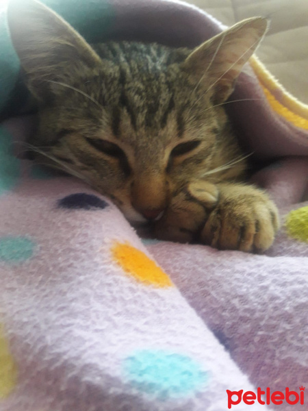 Tekir Kedi, Kedi  Fıstık fotoğrafı