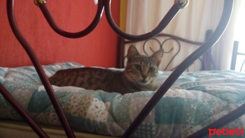 Tekir Kedi, Kedi  Fıstık fotoğrafı
