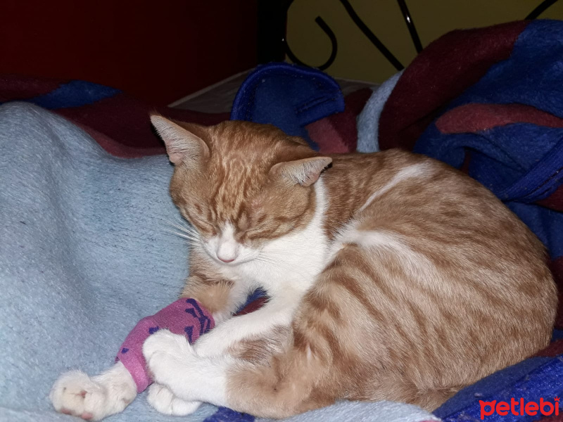 Tekir Kedi, Kedi  Simit fotoğrafı