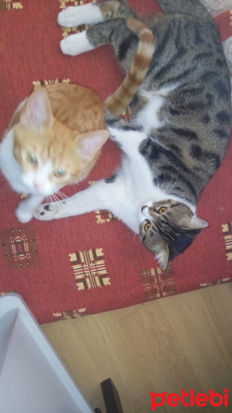 Tekir Kedi, Kedi  Simit fotoğrafı