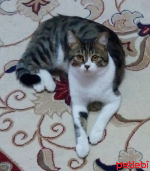 Tekir Kedi, Kedi  Çaki fotoğrafı