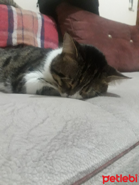 Tekir Kedi, Kedi  Çaki fotoğrafı