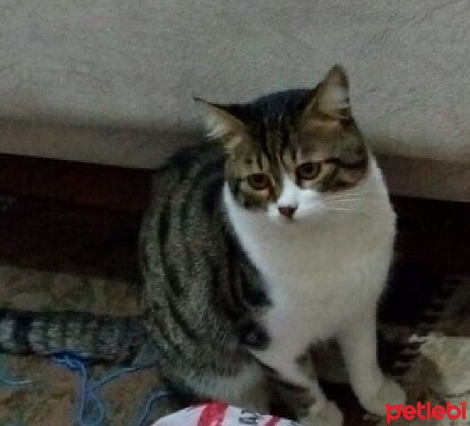 Tekir Kedi, Kedi  Çaki fotoğrafı